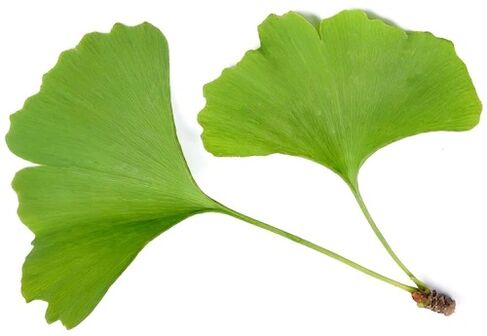 Insuvit zawiera ginkgo bilobe